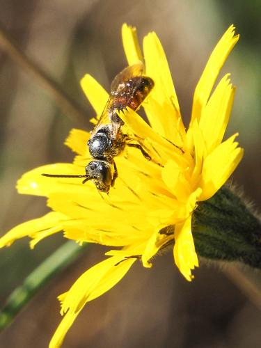 Lasioglossum sp.