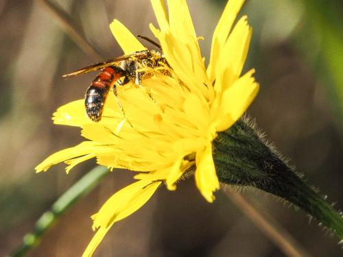 Lasioglossum sp.