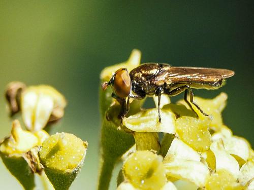 Réf. 175 426 : Riponnensia splendens