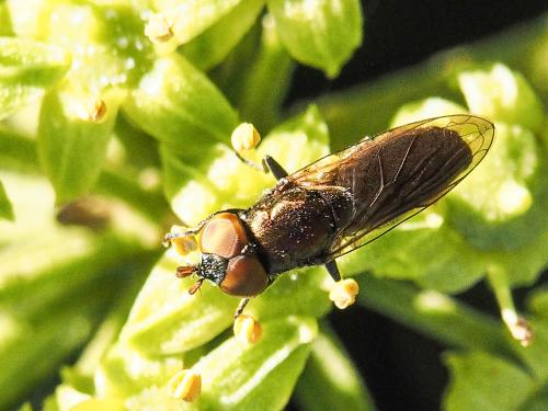 Réf. 175 427 : Riponnensia splendens