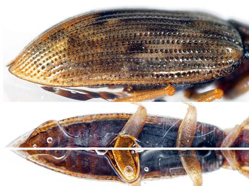 Helophorus obscurus