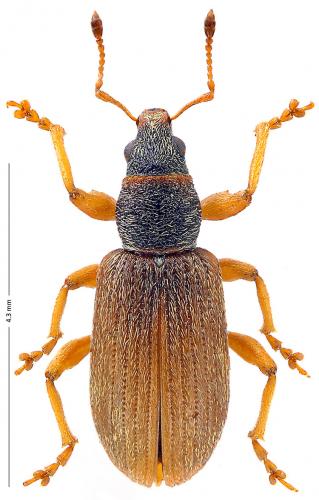 Réf. 175 329 : Polydrusus aeratus