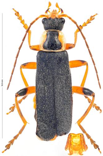 Réf. 175 330 : Cantharis nigricans