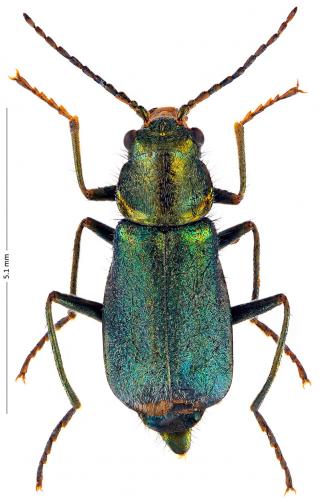 Réf. 175 341 : Cordylepherus viridis