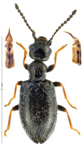 Réf. 175 673 : Microhoria plumbea plumbea