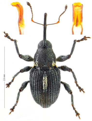 Réf. 175 977 : Archarius ochreatus