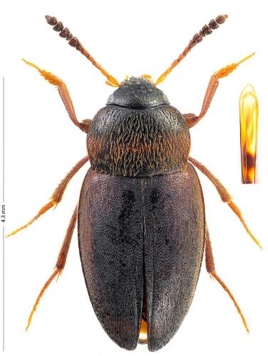 Catops tristis