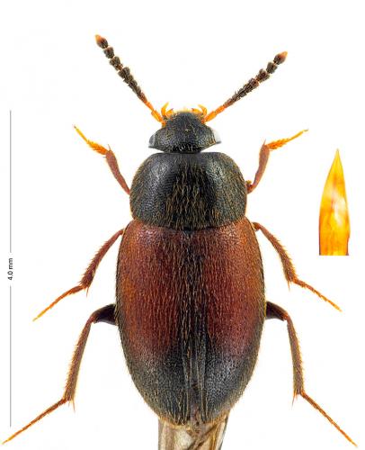 Catops subfuscus