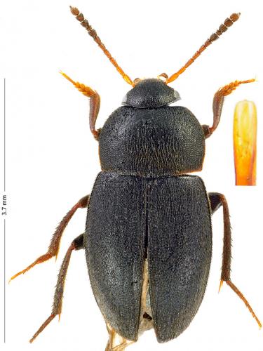 Catops coracinus