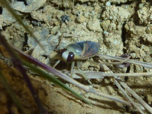 Notonecta maculata