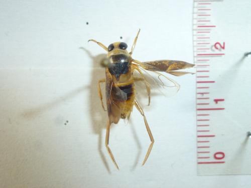 Réf. 175 391 : Notonecta maculata