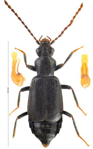 Lesteva luctuosa
