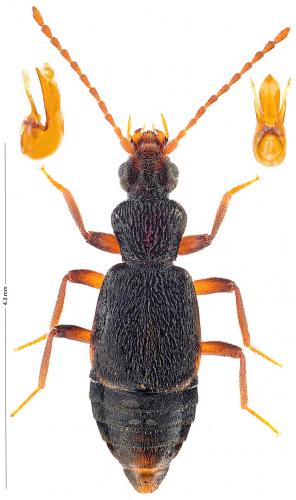 Lesteva monticola