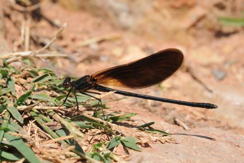 Réf. 175 393 : Calopteryx haemorrhoidalis