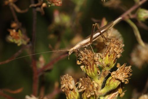 Oecanthus dulcisonans