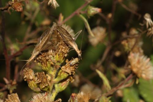 Oecanthus dulcisonans