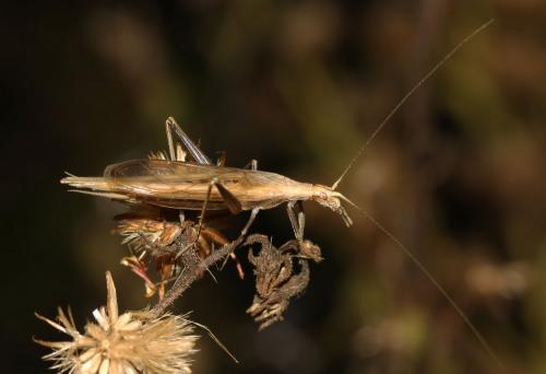 Oecanthus dulcisonans