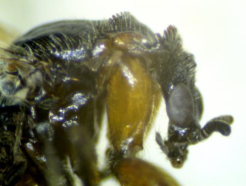 Dilophus antipedalis