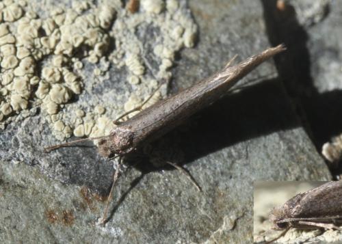 Réf. 175 963 : Eriocottis paradoxella