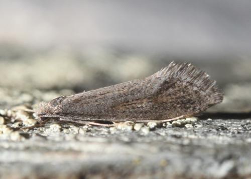 Réf. 175 953 : Eriocottis paradoxella