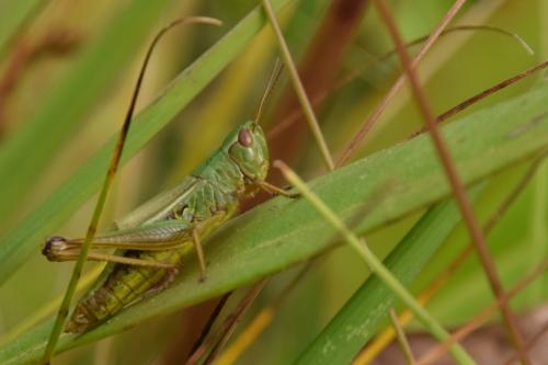 Réf. 175 141 : Pseudochorthippus montanus montanus