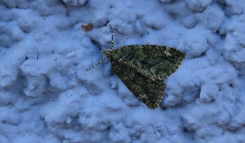 Réf. 175 297 : Chloroclysta siterata