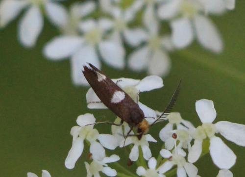 Incurvaria masculella