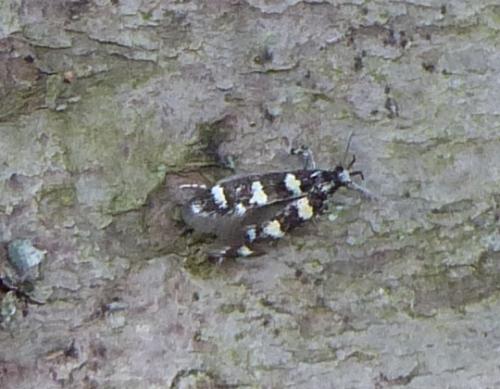 Réf. 175 981 : Denisia albimaculea