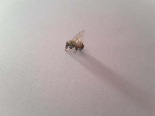 Réf. 175 140 : Apis mellifera