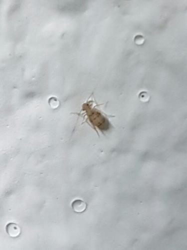 Dorypteryx sp.