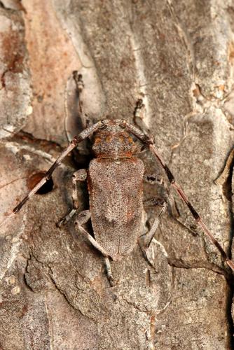 Réf. 175 074 : Acanthocinus aedilis