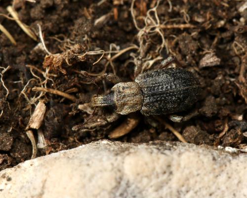 Réf. 175 190 : Entomoderus impressicollis ventouxensis