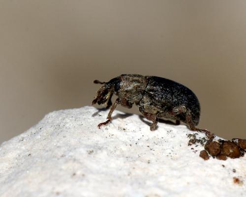 Réf. 175 191 : Entomoderus impressicollis ventouxensis