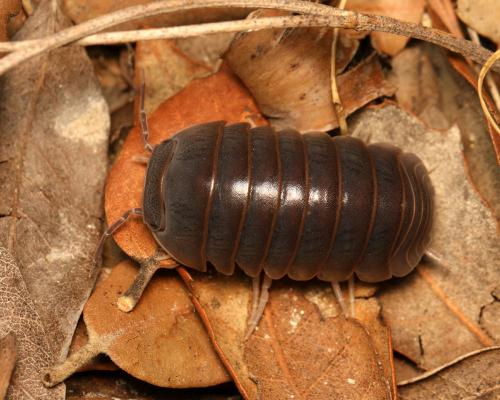 Armadillo officinalis