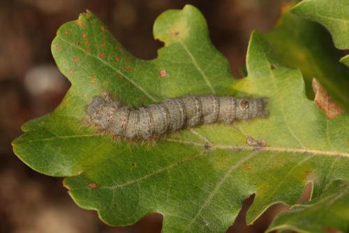 Phyllodesma sp.
