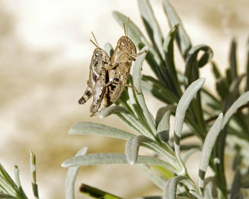 Pezotettix giornae