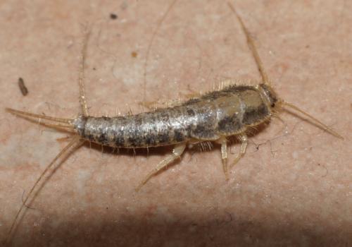Réf. 175 042 : Ctenolepisma longicaudata