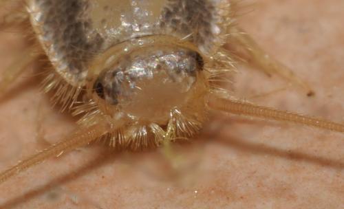 Ctenolepisma longicaudata