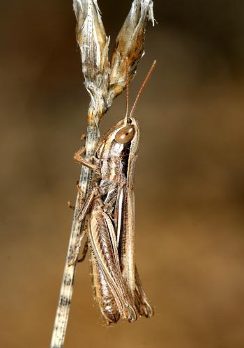 Réf. 175 243 : Euchorthippus elegantulus
