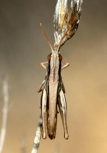 Euchorthippus elegantulus