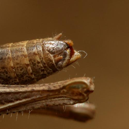Réf. 175 340 : Euchorthippus elegantulus