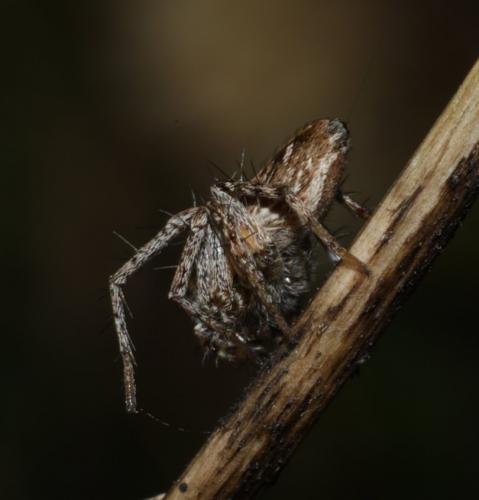 Oxyopes sp.