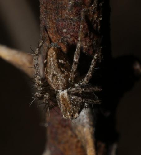 Oxyopes sp.