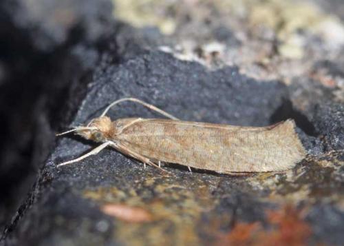 Réf. 175 385 : Ypsolopha sylvella