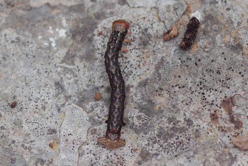Colotois pennaria