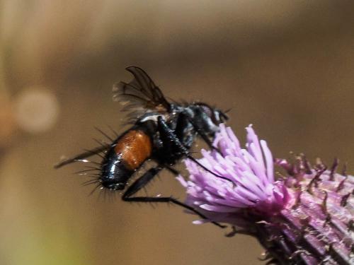 Réf. 175 598 : Eriothrix rufomaculata