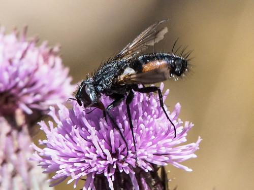 Réf. 175 599 : Eriothrix rufomaculata