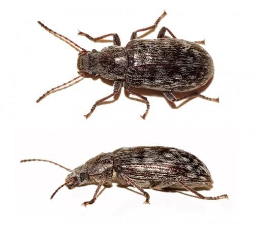 Nephodinus villiger
