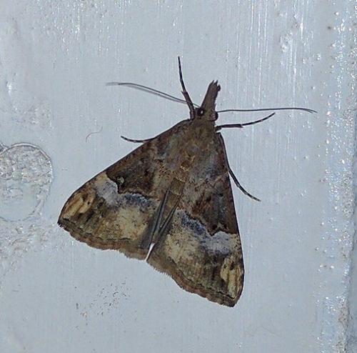 Réf. 175 011 : Hypena obsitalis
