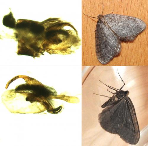 Operophtera brumata
